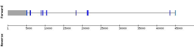 gene structure