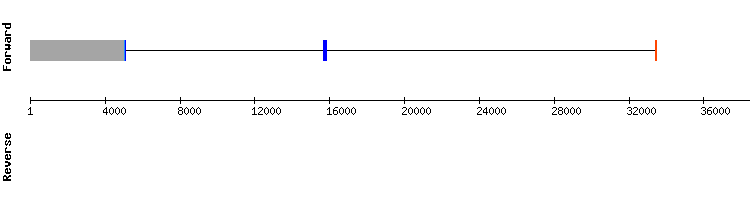 gene structure