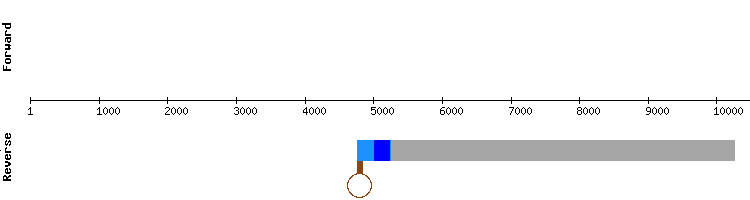 gene structure