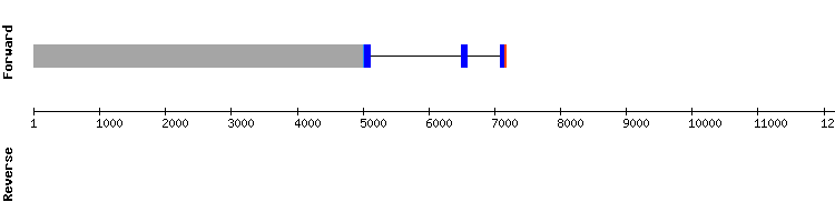 gene structure