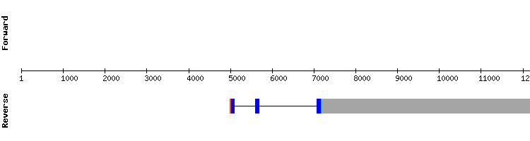 gene structure