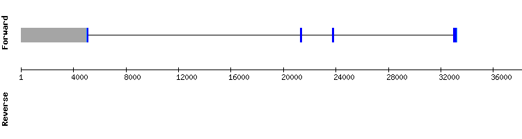 gene structure