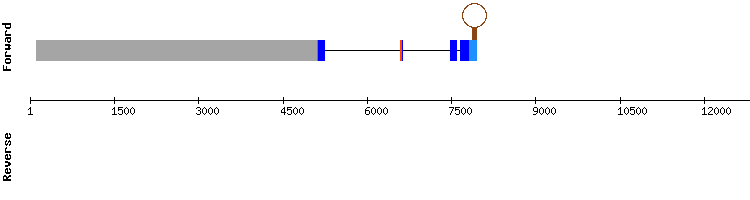 gene structure