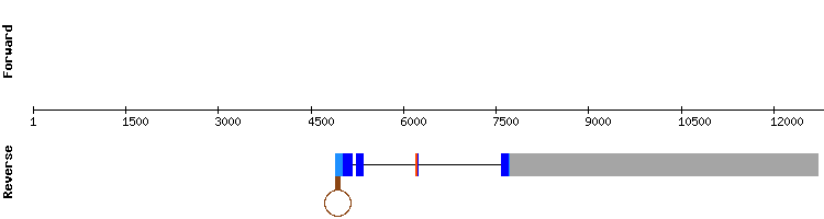 gene structure