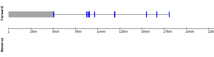 gene structure