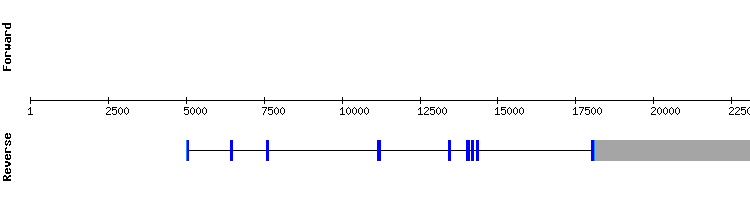gene structure