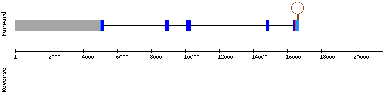 gene structure