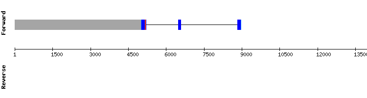 gene structure