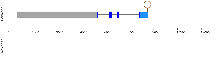gene structure