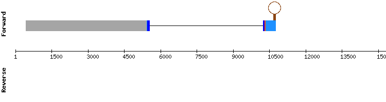 gene structure