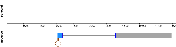 gene structure