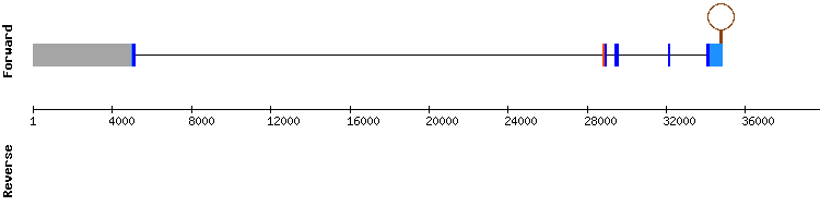 gene structure