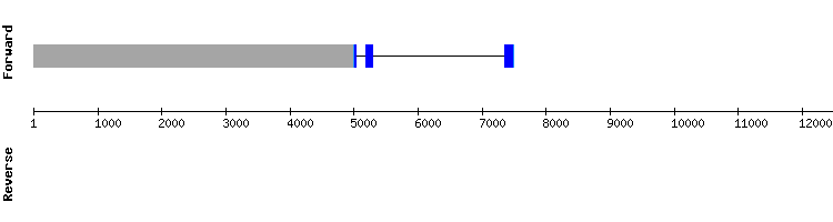 gene structure