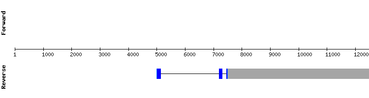 gene structure