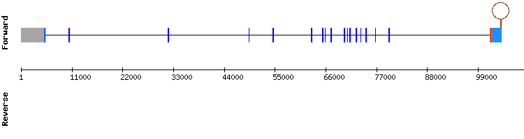 gene structure