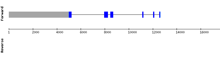 gene structure