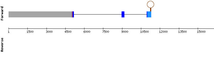 gene structure