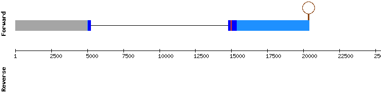 gene structure