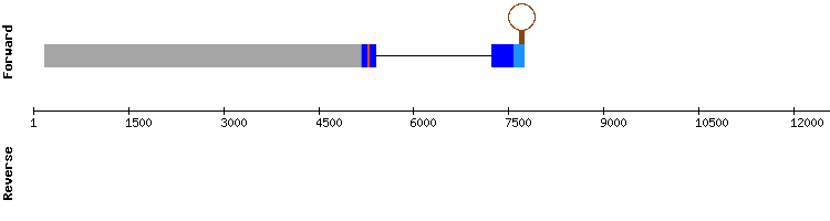 gene structure