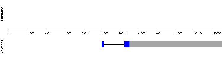 gene structure
