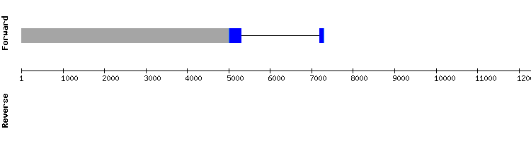 gene structure
