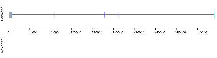 gene structure