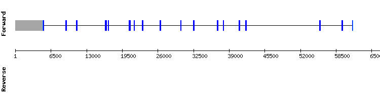 gene structure