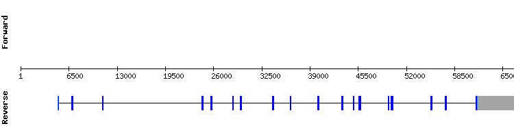 gene structure