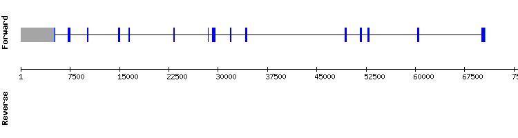 gene structure