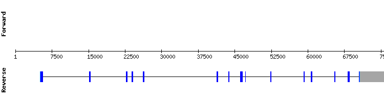 gene structure