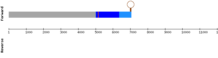 gene structure