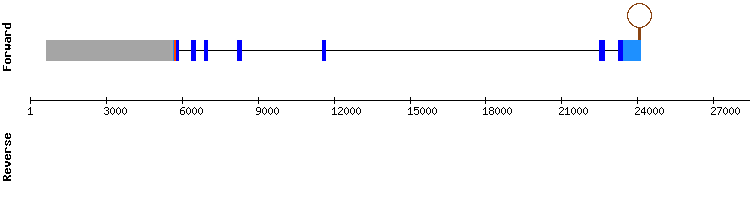 gene structure