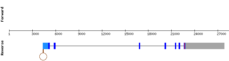 gene structure