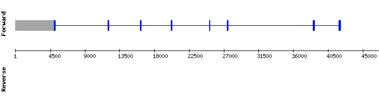gene structure