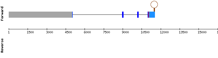 gene structure