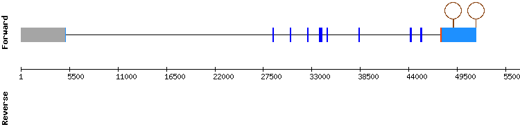 gene structure