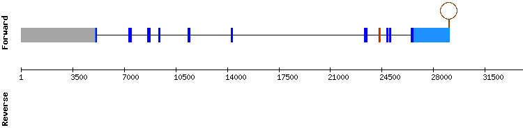 gene structure