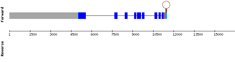 gene structure