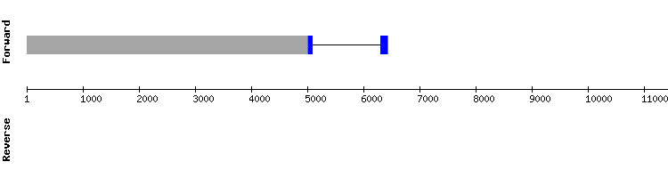gene structure