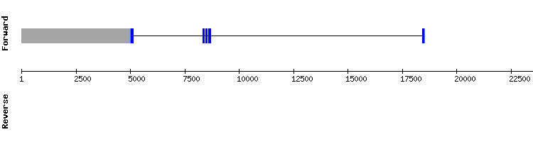 gene structure