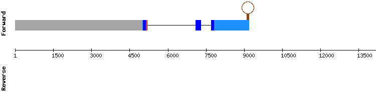 gene structure