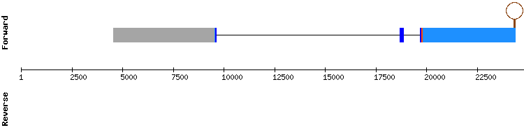 gene structure