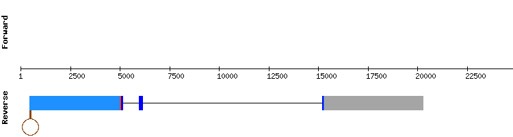 gene structure