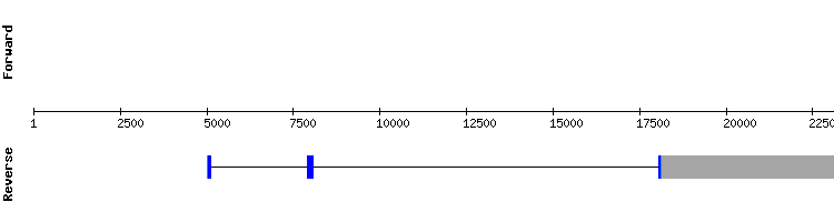 gene structure