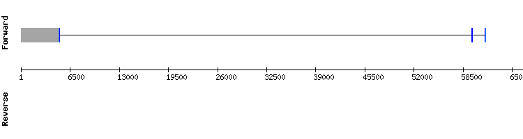 gene structure