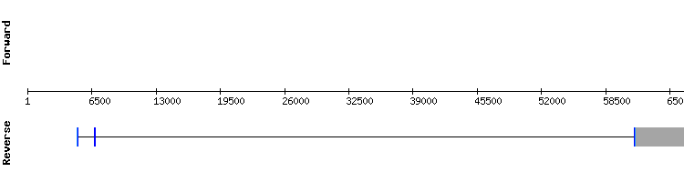 gene structure