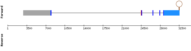 gene structure