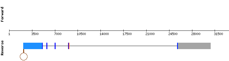 gene structure