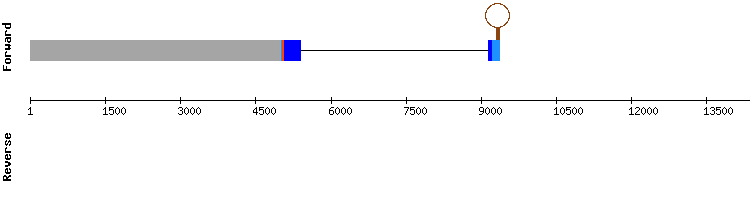 gene structure
