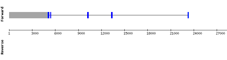 gene structure